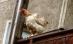 Gripă aviară în Israel: Virusul H5N1, descoperit într-o crescătorie de păsări