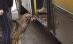 Maidanezii călătoresc, mai nou, cu autobuzul. Când coboară, traversează pe la trecerea de pietoni (VIDEO)