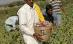 India amână cultivarea de vinete modificate genetic
