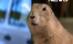 Topul celor mai proaste reclame de la Super Bowl (VIDEO)
