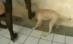 Două femei au ucis un câine cu tocurile de la pantofi (IMAGINI ŞOCANTE)