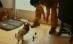 Un câine fără picioarele din faţă merge cu ajutorul unei proteze (VIDEO)
