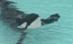 SUA. Orca ce şi-a ucis dresoarea ar putea fi eliberată în ocean