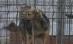 Câinii fără stăpân din Romania, adoptaţi de familii din Germania (VIDEO)