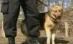 Câine poliţist, scos la licitaţie în Iaşi (VIDEO)