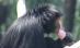 Animale răcorite cu îngheţată şi fructe congelate la o grădină zoologică din Brazilia (VIDEO)