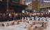 Protest nud al activiştilor spanioli împotriva coridelor (VIDEO)