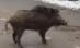 Un ieşean a fost muşcat de un porc mistreţ în spatele casei (VIDEO)