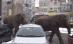 De la circ direct pe stradă. Doi elefanţi au defilat pe un bulevard din Baia Mare (VIDEO)