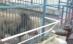 Braşov. Copil, scalpat de leu la grădina zoologică (VIDEO)