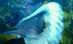 Primele imagini filmate de o caracatiţă în Oceanul Pacific (VIDEO)