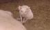 Acte normative pentru bunăstarea păsărilor şi a porcilor: Animalele vor dormi cu lumina aprinsă (VIDEO)