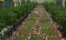 Champs Elysees, transformat într-o uriaşă fermă agricolă (VIDEO)