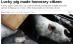 Porc norocos: Desemnat "cetăţean de onoare" în China, după ce a supravieţuit seismului din 2008