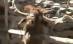 Interviu de tot râsul: Un turist este scuipat de o capră ibex după ce îi cere o părere despre guvernul Zapatero (VIDEO)