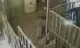 Îngrijitor de la o grădină zoologică americană, agresat de un elefant de patru tone (VIDEO)