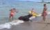 Constanţa. Salvamarii au salvat de la înec un viţel căzut de pe un vapor (VIDEO)