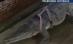 Crocodilul, animalul de companie al unei australience, care a şi divorţat de dragul lui (VIDEO)