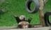 Un urs panda este cel mai simpatic dansator "din buric" al lumii (VIDEO)