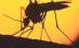 Un nou caz de West Nile a fost confirmat la Sibiu 