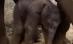 Imagini cu primul elefant asiatic de sex masculin de la o grădină zoologică din Australia (VIDEO)