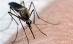 Încă un român a murit din cauza virusului West Nile. Numărul deceselor a ajuns la patru