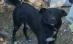 Dâmboviţa. Fetiţă de doi ani, sfâşiată de câinele vecinului (VIDEO)