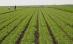 Noi fonduri europene pentru agricultură. Fermierii pot depune proiectele până pe 29 octombrie


