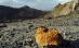 Gabriel Resources: La Roşia Montană s-ar putea extrage aur din 2014