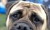 Sute de câini din 16 ţări participă la o competiţie canină, la Arad