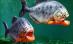 Şocant! Un adolescent a sfârşit mâncat de viu de piranha după ce a sărit în apa unui râu din Bolivia