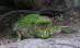 Indonezia. O fată de 10 ani a murit, după ce a fost atacată de un crocodil
