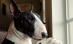 Fetiţă de şase ani, internată cu răni la gât şi ureche, după ce a fost atacată de un bull-terrier