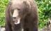 Întâlnire de gradul zero între un urs Grizzly şi un grup de fotografi