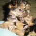 Top 10 cele mai amuzante poze cu animale în 2011 120737