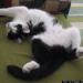 Top 10 cele mai amuzante poze cu animale în 2011 120740