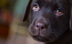 Un câine a fost la un pas să anuleze nunta unor tineri. Ce a reușit să facă patrupedul Un câine a fost la un pas să anuleze nunta unor tineri. Ce a reușit să facă patrupedul