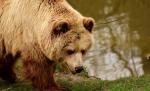 Două persoane au fost atacate de un urs, într-un cartier din Făgăraş Două persoane au fost atacate de un urs, într-un cartier din Făgăraş