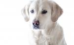 Povestea unui patruped curajos și responsabil. Cățelul Fred a adoptat mai multe rățuște rămase fără mamă Povestea unui patruped curajos și responsabil. Cățelul Fred a adoptat mai multe rățuște rămase fără mamă