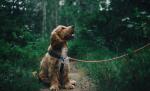 A devenit atât de entuziasmat încât a căzut din picioare. Sindromul e destul de des întâlnit, atât la animale, cât și la oameni A devenit atât de entuziasmat încât a căzut din picioare. Sindromul e destul de des întâlnit, atât la animale, cât și la oameni