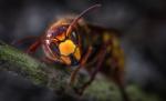 Invazie de insecte periculoase în Marea Britanie! Pot ucide cu doar o înțepătură Invazie de insecte periculoase în Marea Britanie! Pot ucide cu doar o înțepătură
