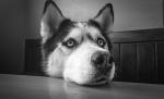 Și-au lăsat câinii Husky singuri acasă câteva ore. Când s-au întors au trăit un adevărat șoc, nimic nu mai era ca înainte (VIDEO) Și-au lăsat câinii Husky singuri acasă câteva ore. Când s-au întors au trăit un adevărat șoc, nimic nu mai era ca înainte (VIDEO)