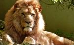 A mers în vizită la grădina zoologică şi a pătruns în cuşca unui leu. Incredibil ce a urmat. Întregul moment a fost filmat (VIDEO) A mers în vizită la grădina zoologică şi a pătruns în cuşca unui leu. Incredibil ce a urmat. Întregul moment a fost filmat (VIDEO)