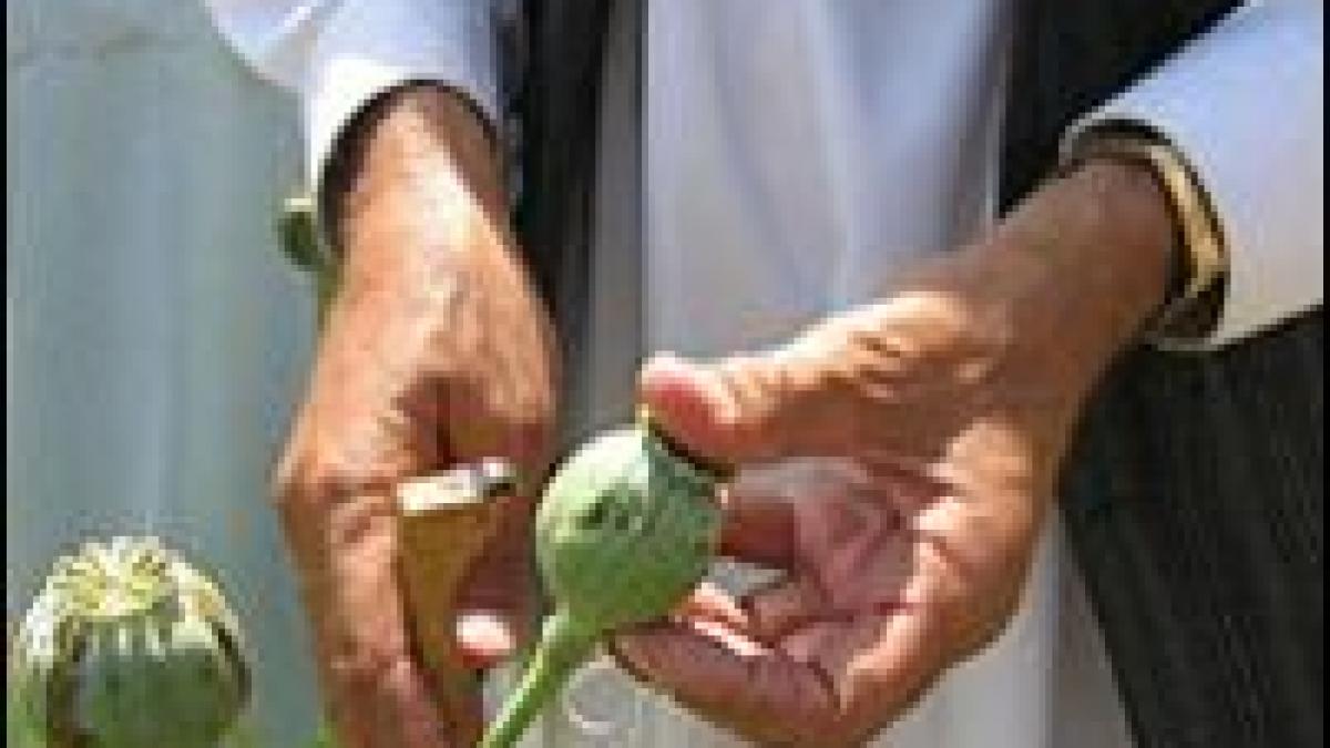 razboi cu talibanii si cu macul