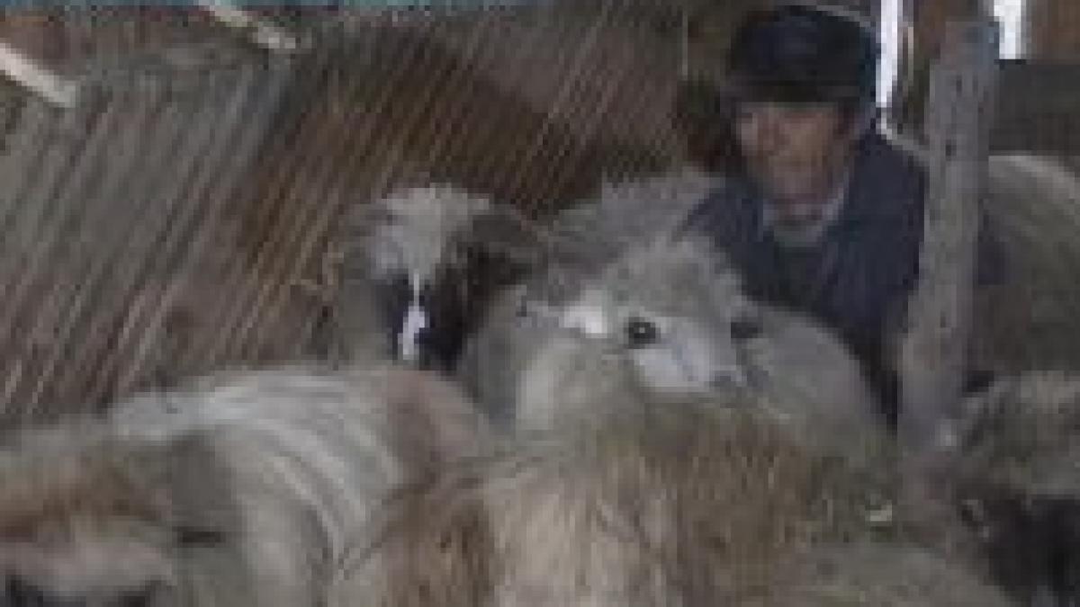 transhumata dupa reguli ue sperie ciobanii