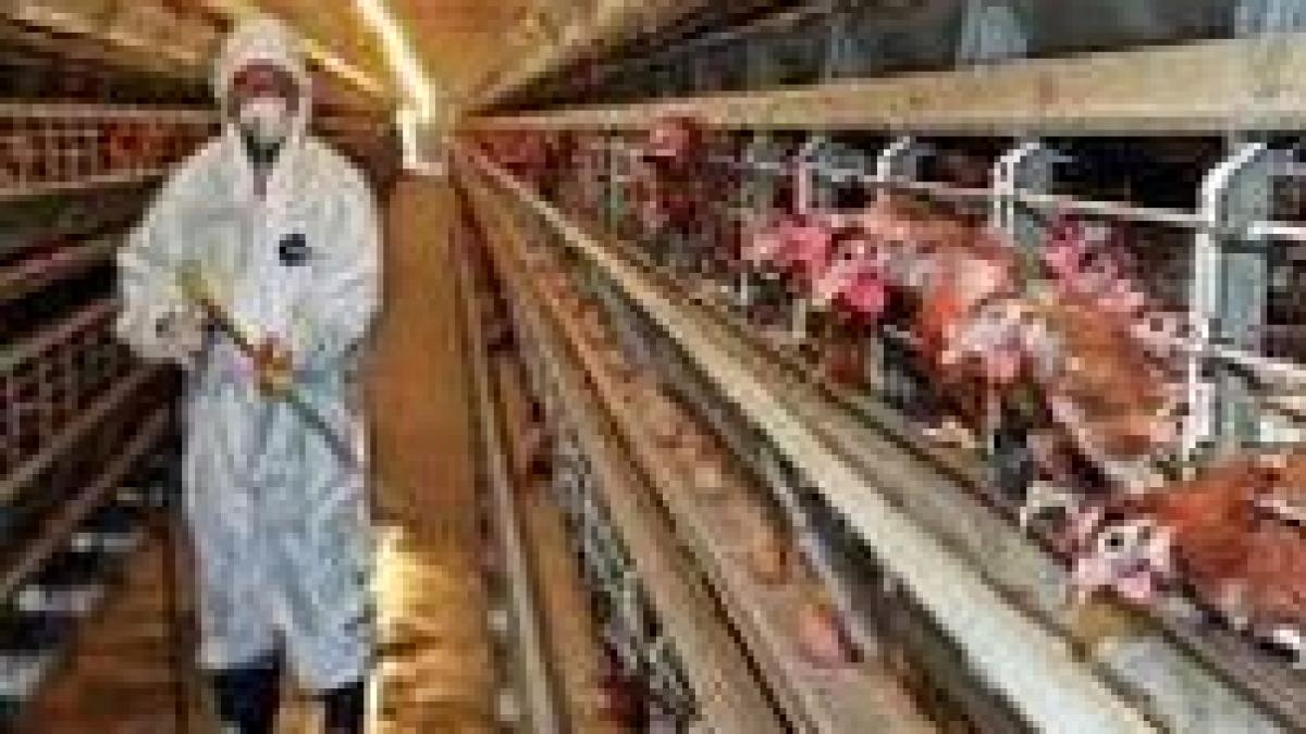 UE verifică măsurile antiaviare din România 