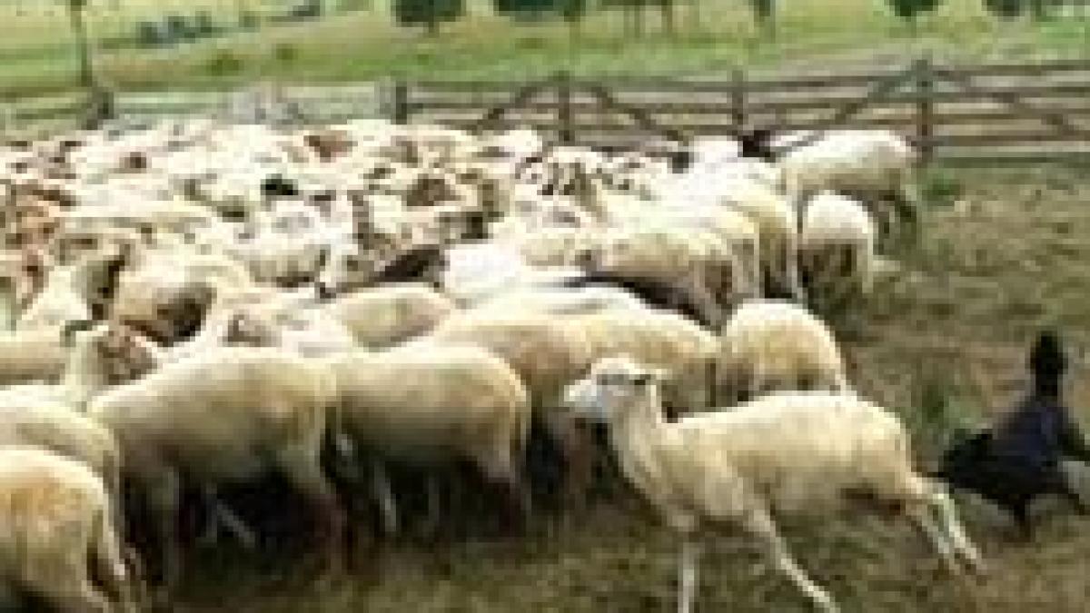 transhumanta ue plimba oaia cu masina