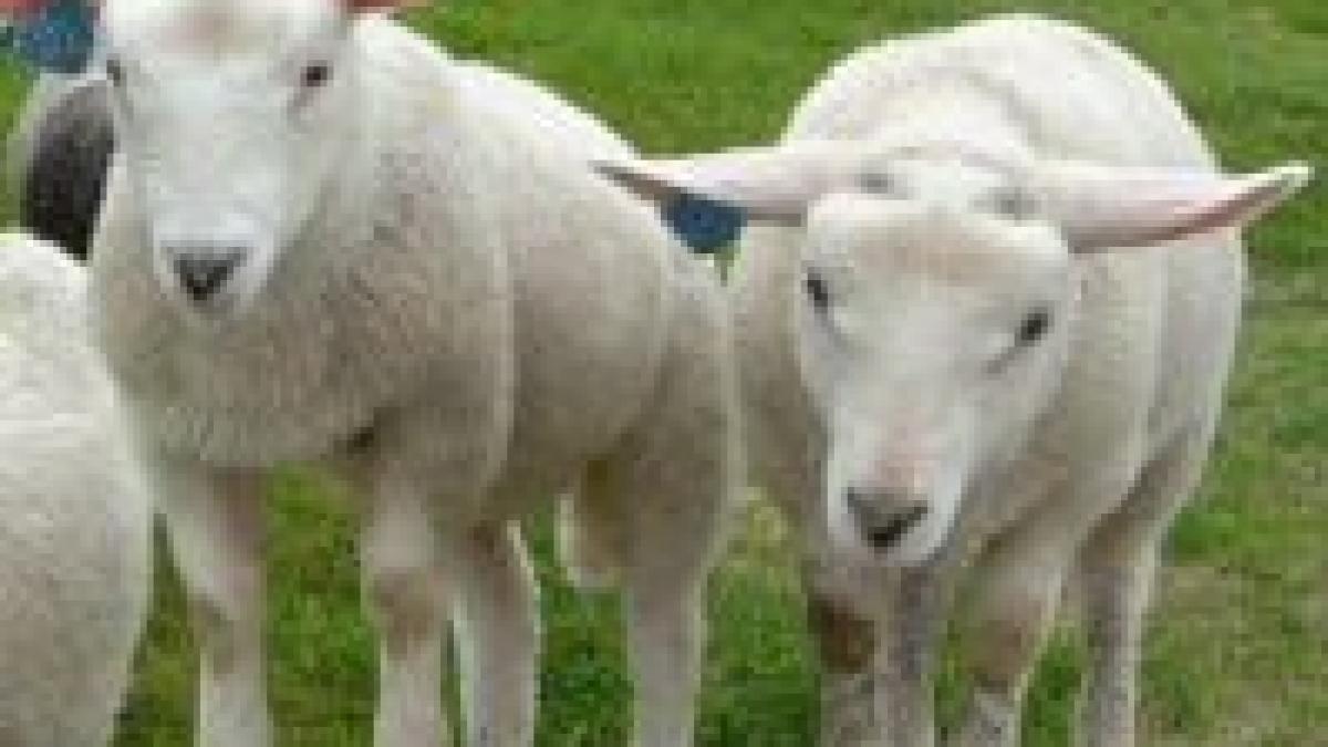 europa ne lasa fara miel de pasti