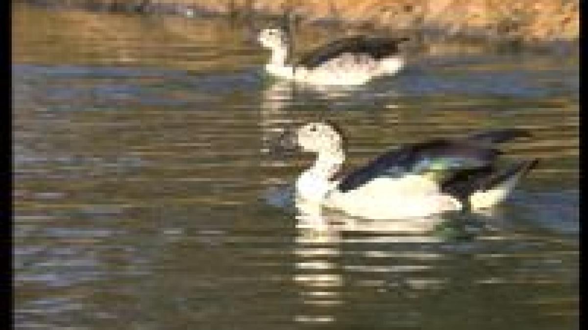 incalzirea globala a innebunit ratele