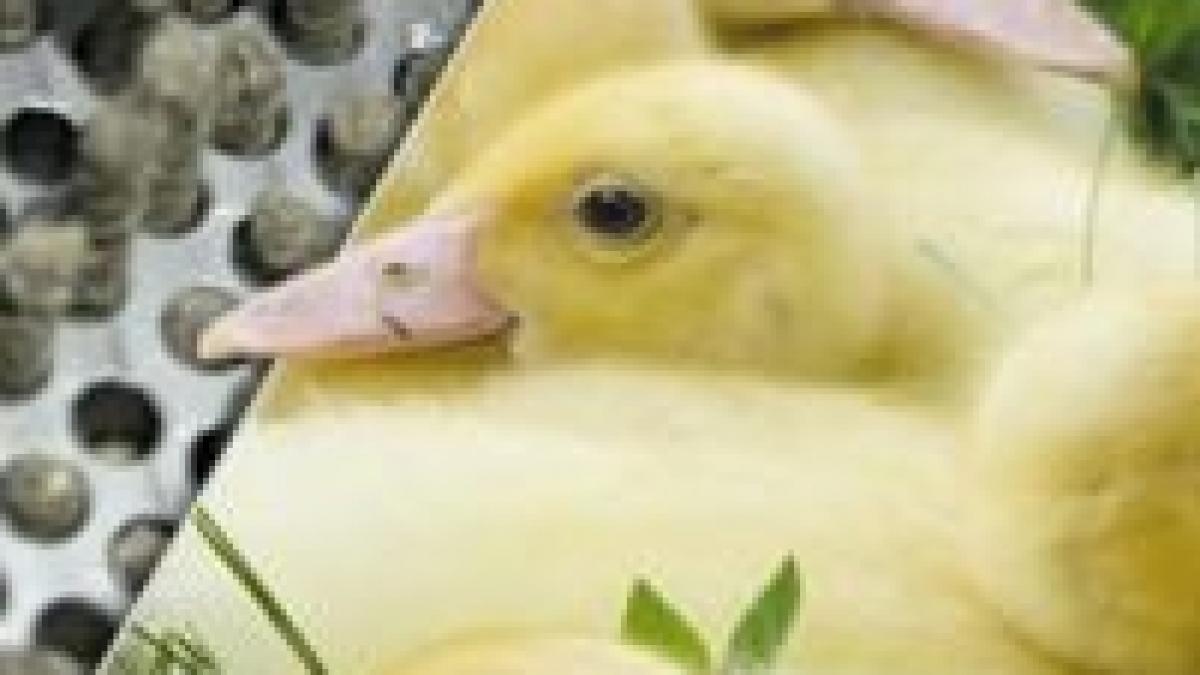 e uri interzise in ue permise in romania